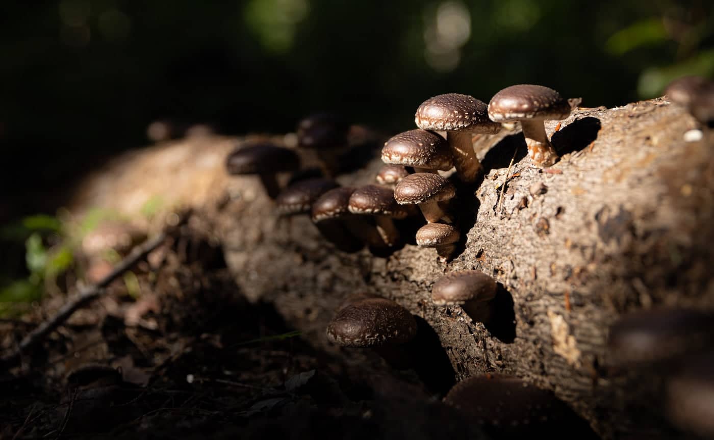 Welcome to Our Store